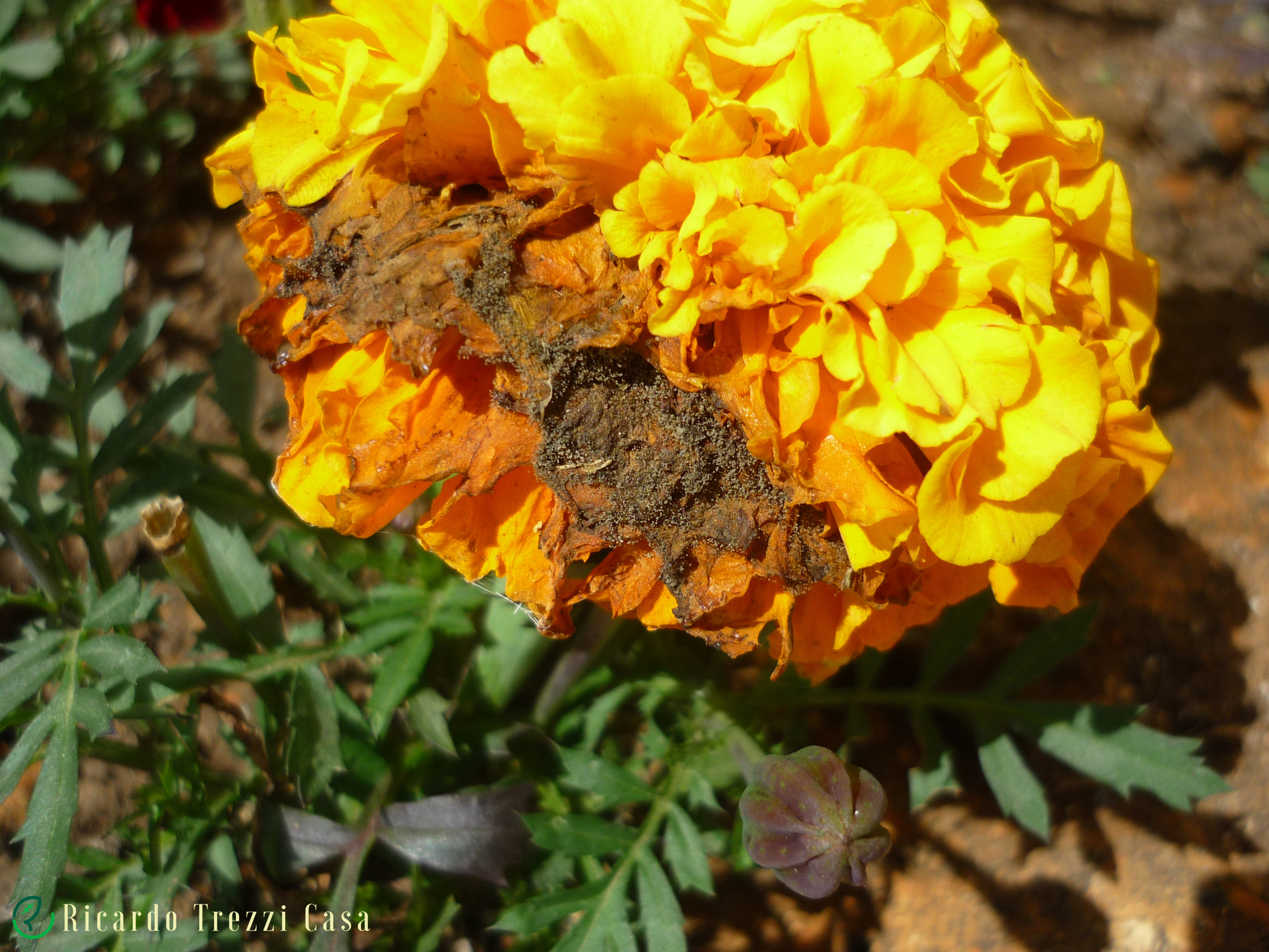 Botrytis